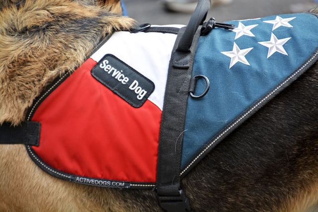 a%20service%20animal%20in%20a%20red%20and%20blue%20harness a%20service%20animal%20in%20a%20red%20and%20blue%20harness